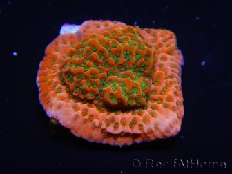 WYSIWYG RAH Montipora Phoenix evolution 11E4