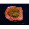 WYSIWYG RAH Montipora Phoenix evolution 11E4