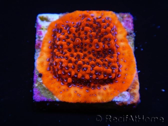 WYSIWYG RAH Montipora Mystic Sunset 11G5