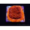 WYSIWYG RAH Montipora Mystic Sunset 11G5