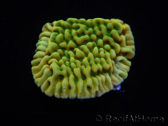 WYSIWYG JF Beach Bum Montipora 11I4