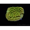 WYSIWYG JF Beach Bum Montipora 11I4