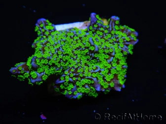 WYSIWYG Montipora hispida Hulk 11K1