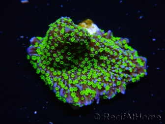 WYSIWYG Montipora hispida Hulk 11K2