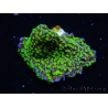 WYSIWYG Montipora hispida Hulk 11K2