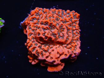 WYSIWYG WWC Montipora Dragon Fruit 11O4