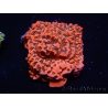 WYSIWYG WWC Montipora Dragon Fruit 11O4