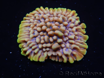 WYSIWYG Montipora Crazy T 11P2