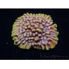 WYSIWYG Montipora Crazy T 11P2