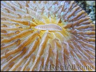 Fungia sp orange rare