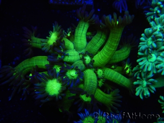 WYSIWYG Goniopora Lavender/Yellow tentacles 9G5