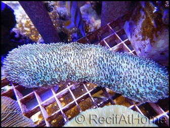 Herpolita limax