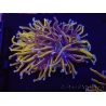 WYSIWYG Euphyllia glabrescens (Mariculture acclimaté sous LED) 8A6