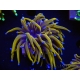 WYSIWYG Euphyllia glabrescens (Mariculture acclimaté sous LED) 8B7