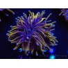 WYSIWYG Euphyllia glabrescens (Mariculture acclimaté sous LED) 8C2