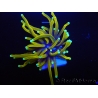 WYSIWYG Euphyllia glabrescens (Mariculture acclimaté sous LED) 8C3