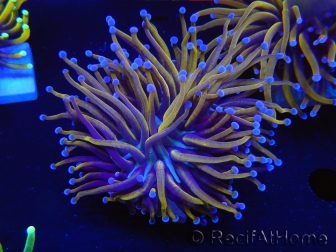 WYSIWYG Euphyllia glabrescens (Mariculture acclimaté sous LED) 8D1