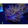 WYSIWYG Euphyllia glabrescens (Mariculture acclimaté sous LED) 8D1