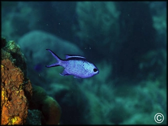 Chromis cyanea