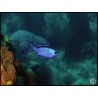 Chromis cyanea