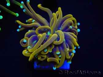 WYSIWYG Euphyllia glabrescens (Mariculture acclimaté sous LED) 8H1