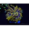 WYSIWYG Euphyllia glabrescens (Mariculture acclimaté sous LED) 8H1