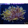 WYSIWYG Euphyllia glabrescens (Mariculture acclimaté sous LED) 8A6