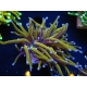 WYSIWYG Euphyllia glabrescens (Mariculture acclimaté sous LED) 8B7