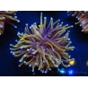 WYSIWYG Euphyllia glabrescens (Mariculture acclimaté sous LED) 8C2