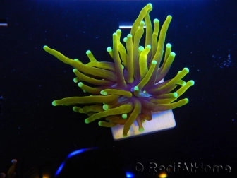 WYSIWYG Euphyllia glabrescens (Mariculture acclimaté sous LED) 8C3