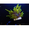 WYSIWYG Euphyllia glabrescens (Mariculture acclimaté sous LED) 8C3