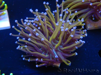 WYSIWYG Euphyllia glabrescens (Mariculture acclimaté sous LED) 8D1