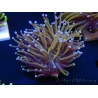 WYSIWYG Euphyllia glabrescens (Mariculture acclimaté sous LED) 8D1