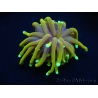 WYSIWYG Euphyllia glabrescens (Mariculture acclimaté sous LED) 8E5