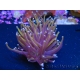 WYSIWYG Euphyllia glabrescens (Mariculture acclimaté sous LED) 8F3