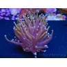 WYSIWYG Euphyllia glabrescens (Mariculture acclimaté sous LED) 8F3