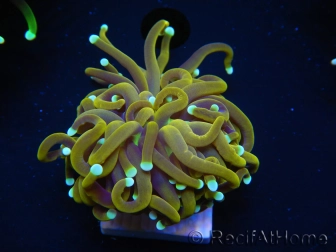 WYSIWYG Euphyllia glabrescens (Mariculture acclimaté sous LED) 8H1