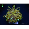 WYSIWYG Euphyllia glabrescens (Mariculture acclimaté sous LED) 8H1