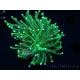 WYSIWYG Euphyllia glabrescens (Mariculture acclimaté sous LED) 8N5