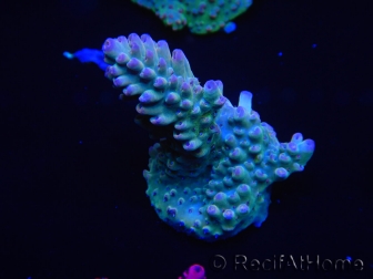 WYSIWYG Acropora millepora 15A4 Australie acclimaté led