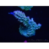 WYSIWYG Acropora millepora 15A4 Australie acclimaté led