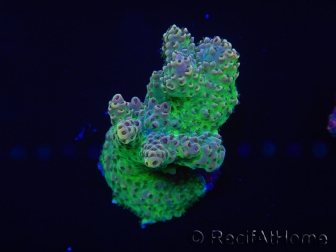 WYSIWYG Acropora millepora 15A9 Australie acclimaté led