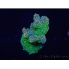 WYSIWYG Acropora millepora 15A9 Australie acclimaté led