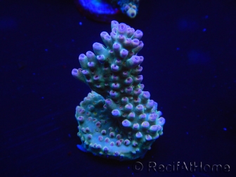 WYSIWYG Acropora millepora 15C9 Australie acclimaté led