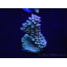 WYSIWYG Acropora millepora 15C9 Australie acclimaté led