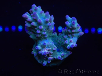 WYSIWYG Acropora millepora 15D7 Mariculture acclimaté led