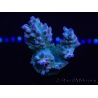 WYSIWYG Acropora millepora 15D7 Mariculture acclimaté led