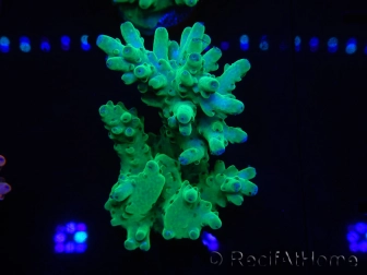 WYSIWYG Acropora anthocercis 15F3 Australie acclimaté led