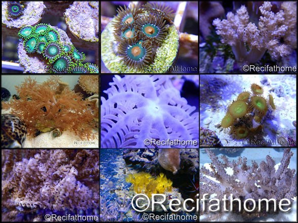 AquaScape colle coraux D&D violet - VPC RecifAtHome