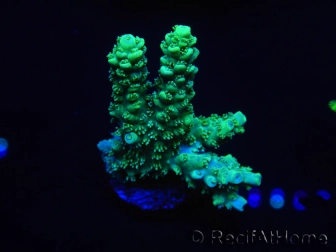 WYSIWYG Acropora echinata 15M2 Australie acclimaté led